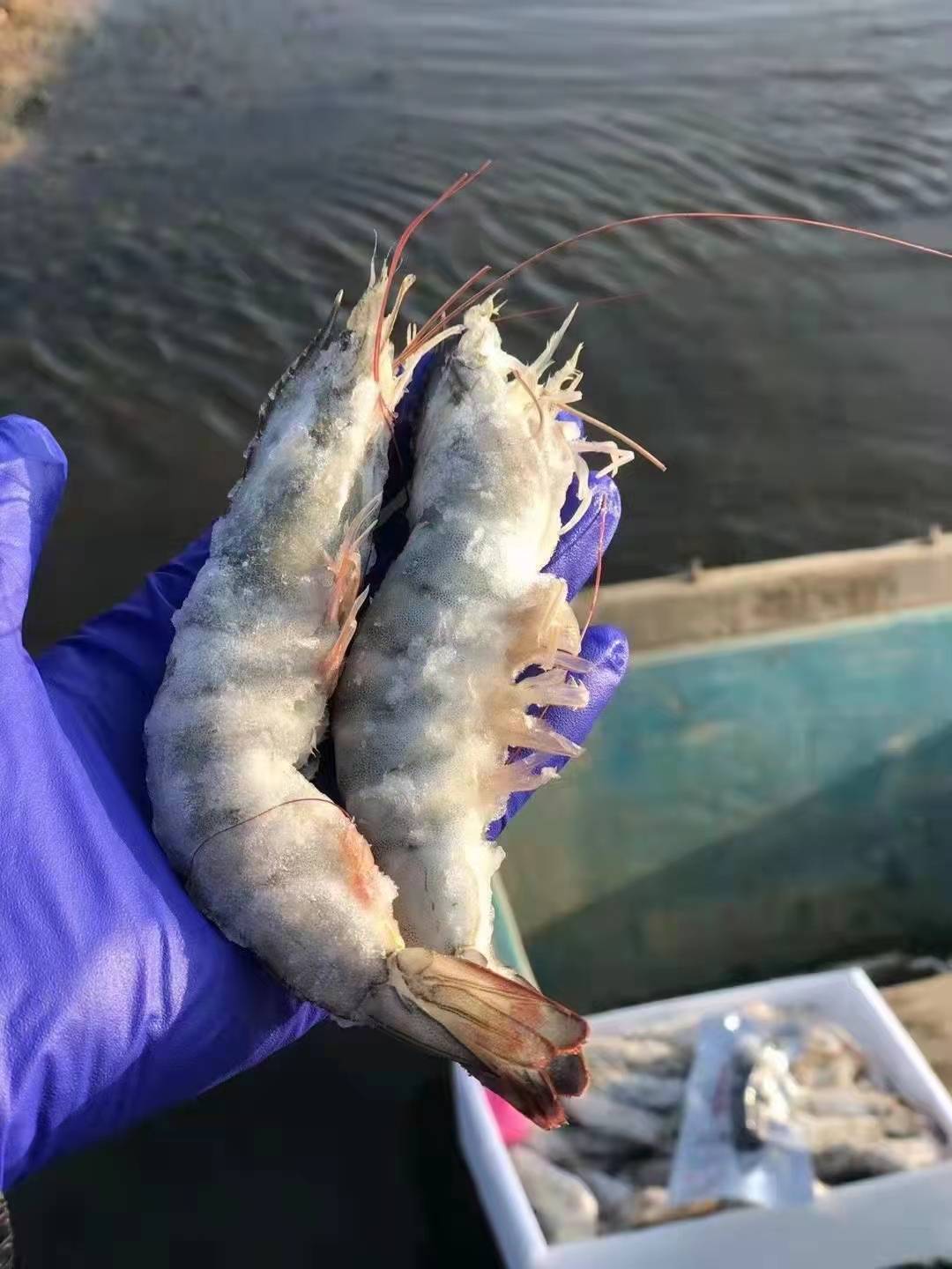 海虾3