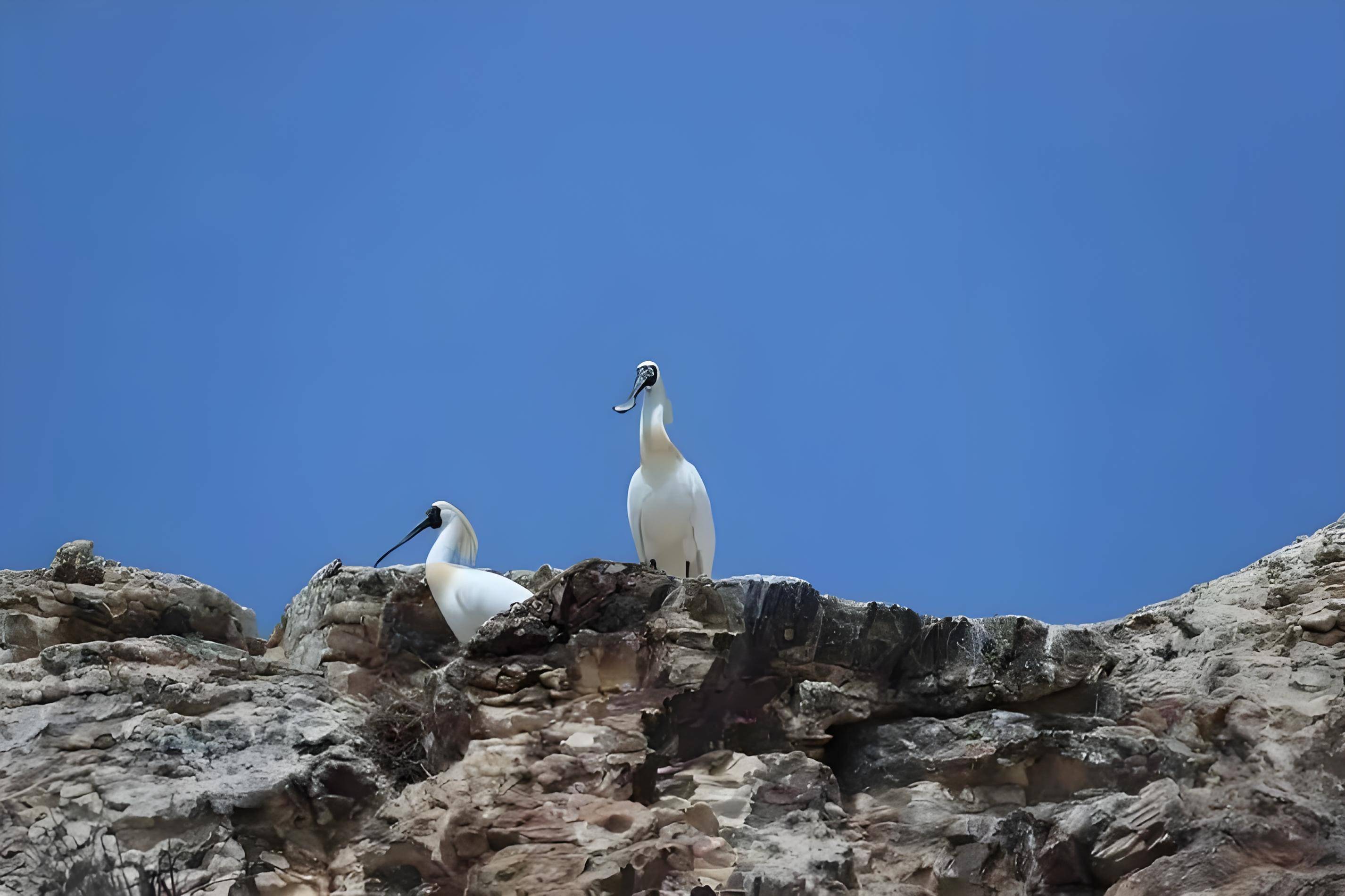 downloaded-image (5)