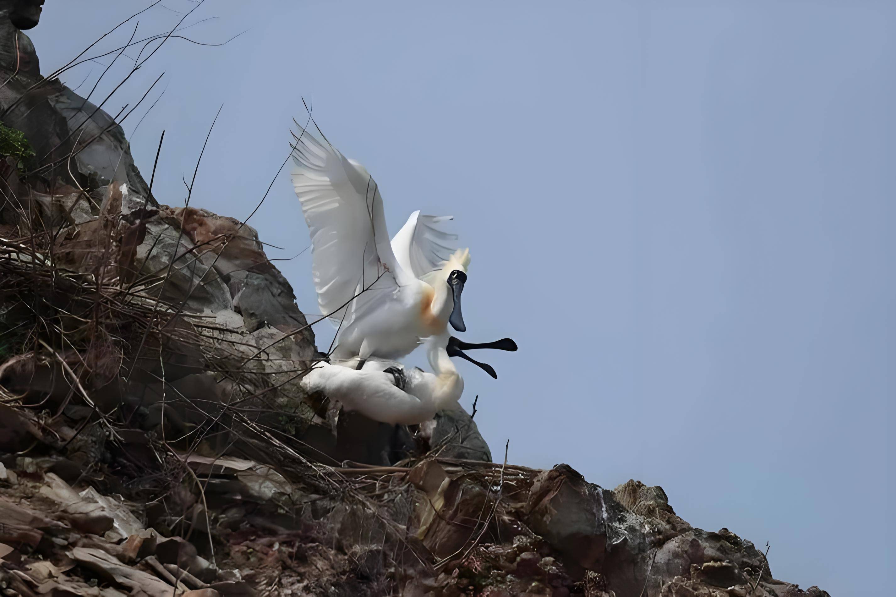 downloaded-image (4)