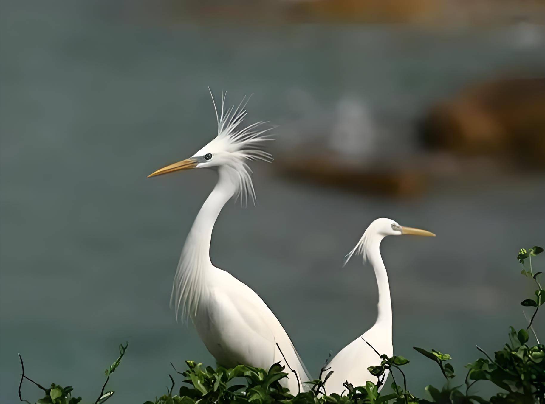 downloaded-image (16)